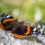 Betekenis Atalanta vlinder; welke boodschap heeft de vlinder voor jou?
